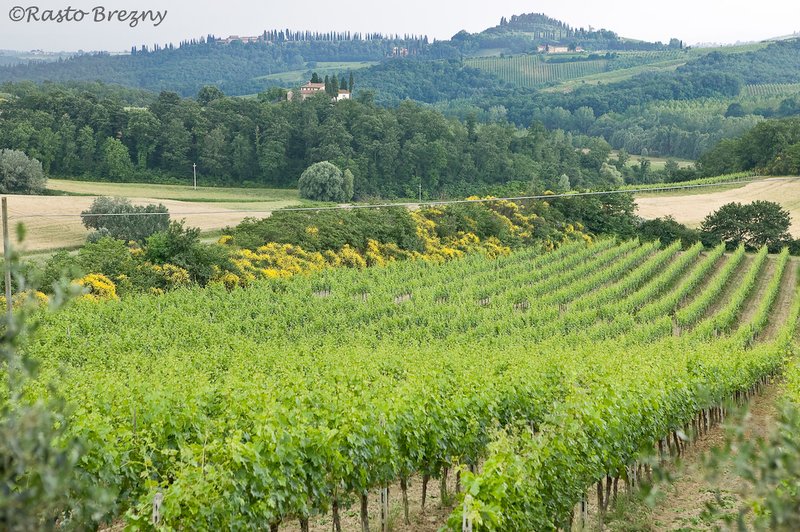 Organic Vinyard Tuscany.jpg
