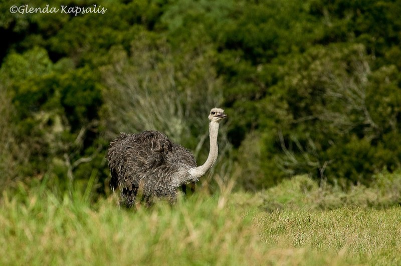 Ostrich South Africa.jpg