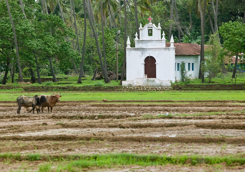 Oxen and Church.jpg