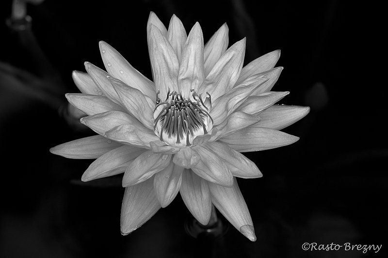 PerfectionBW.jpg :: A perfect water lilly bud BW