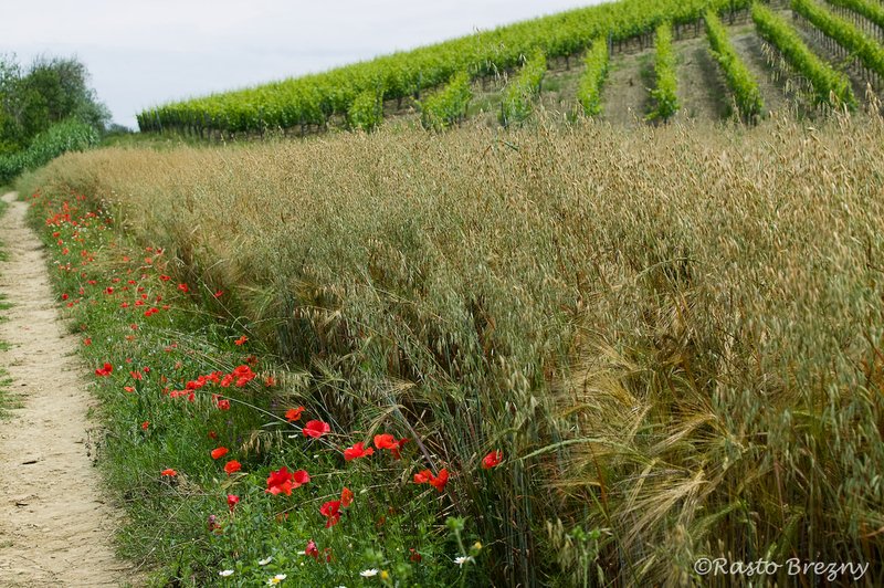 Poppies Tuscany.jpg