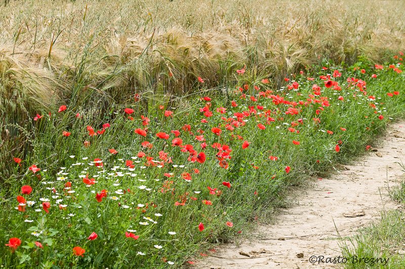Poppies2 Tuscany.jpg