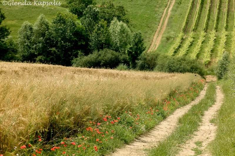 Poppy Path Tuscany.jpg