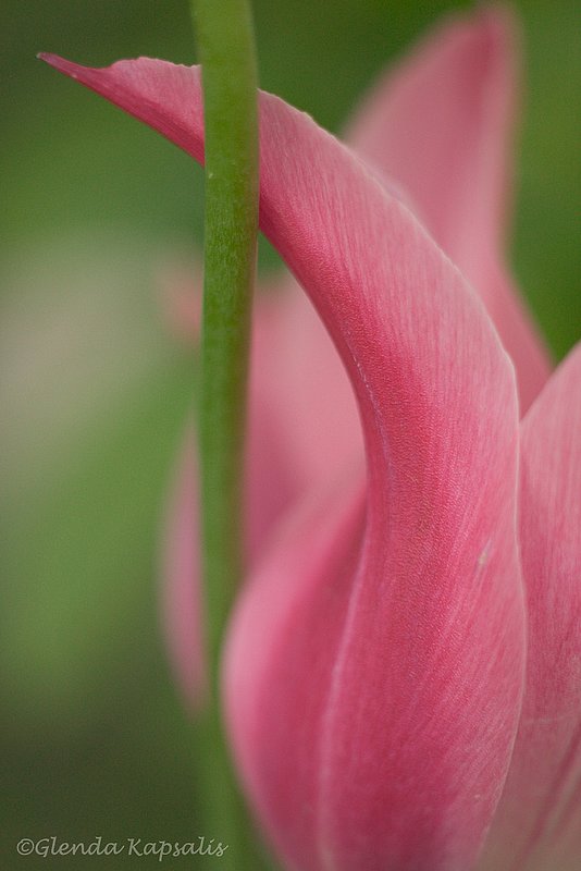 Pretty In Pink.jpg