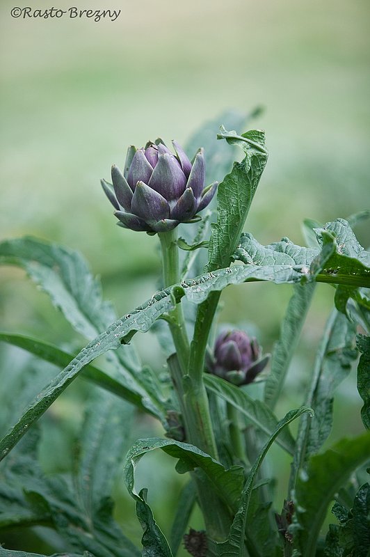 Purple Artichoke Tuscany.jpg