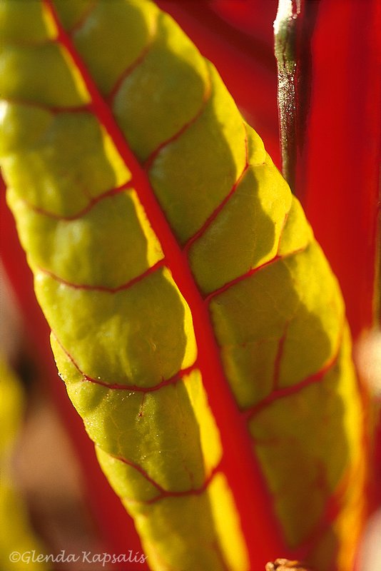 Red Chard.jpg