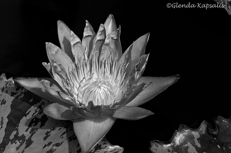 SageBW.jpg :: A single water lilly bud BW