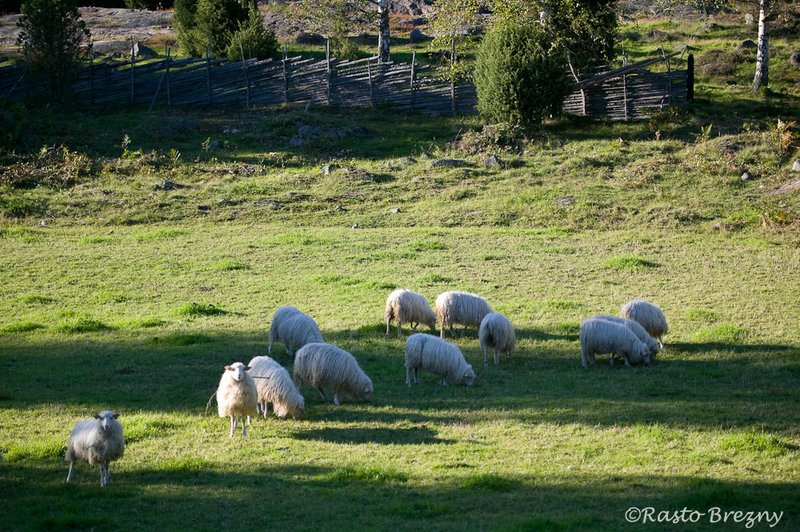 Sheep Stensjo By Sweden.jpg