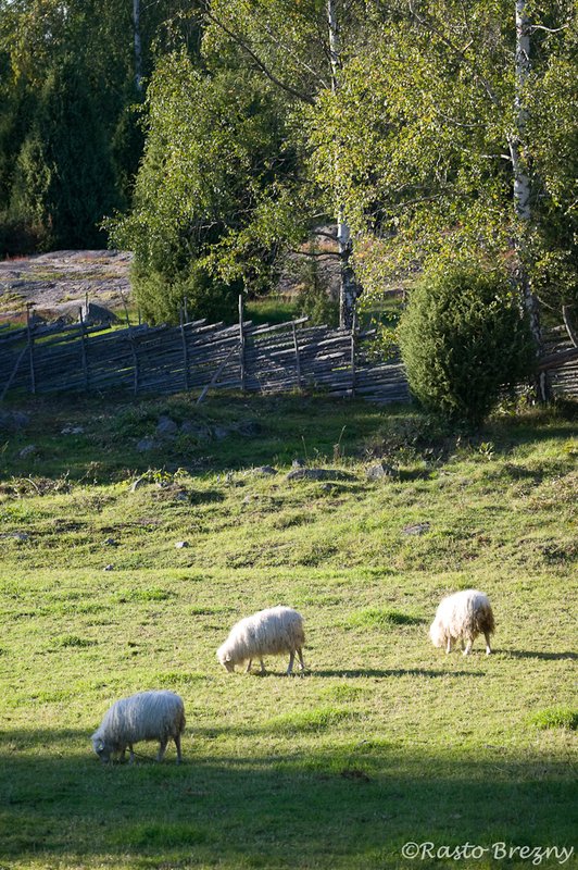 Sheep5 Stensjo By Sweden.jpg