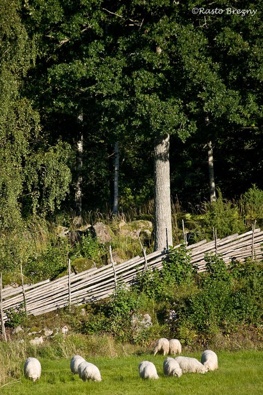 Sheep6 Stensjo By Sweden.jpg