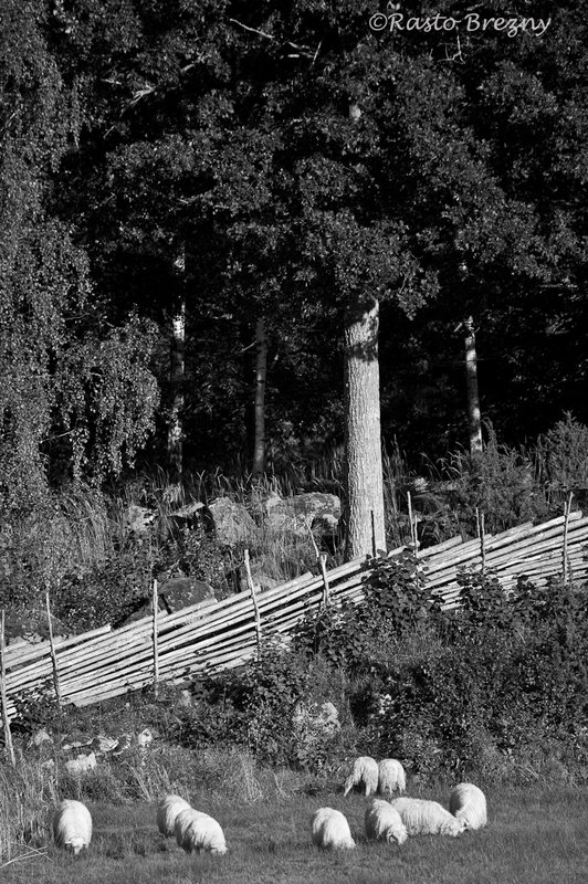 Sheep6_Stensjo_By_SwedenBW.jpg