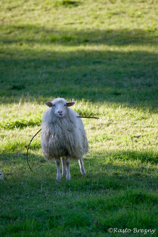Shishkabob Stensjo By Sweden.jpg