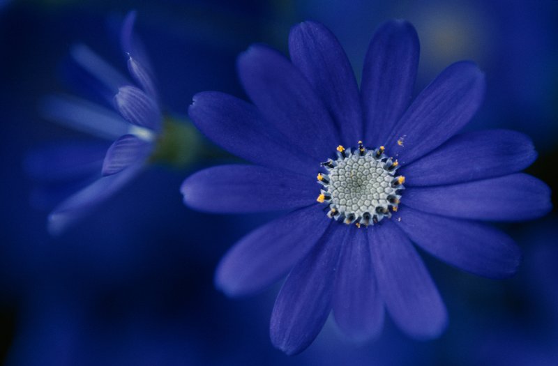 Singing the Blues.jpg