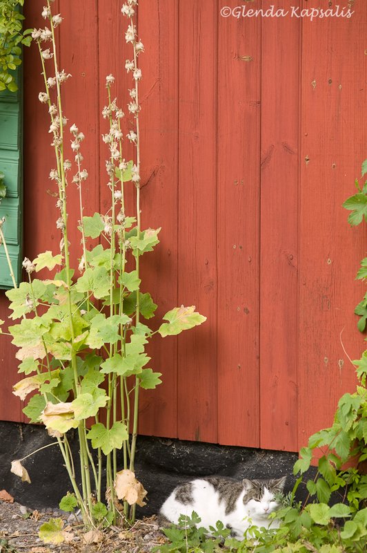 Sodermalm Cat Stockholm.jpg