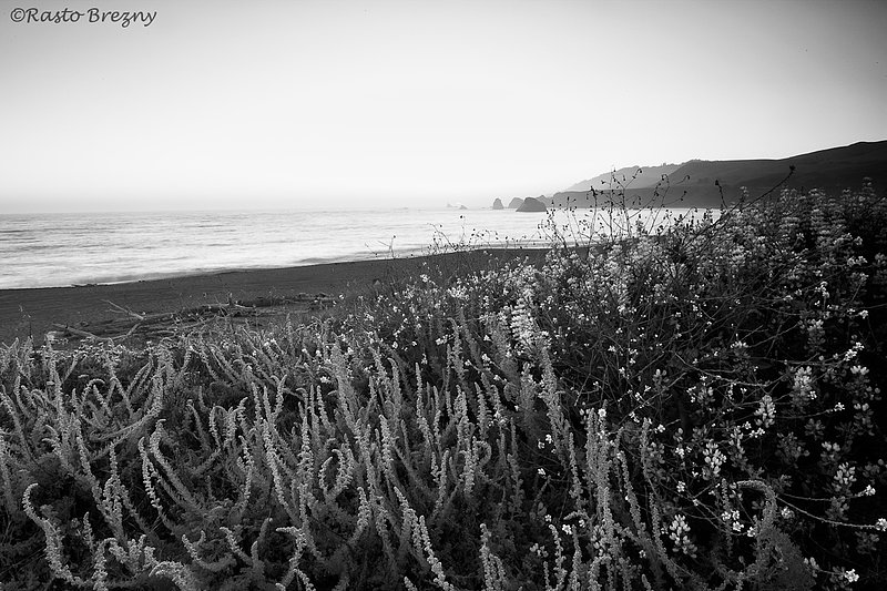Sonoma Coast BW.jpg