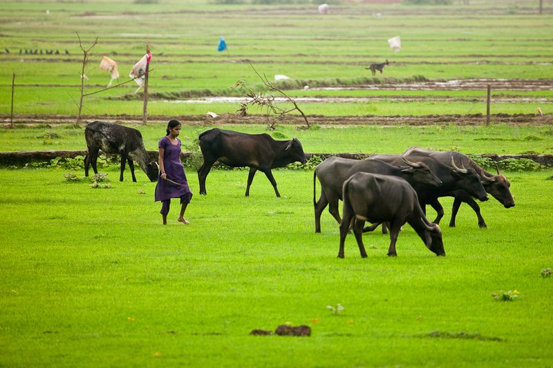 Tending the Herd.jpg