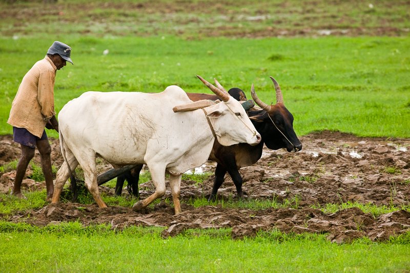 Tilling the Fields.jpg