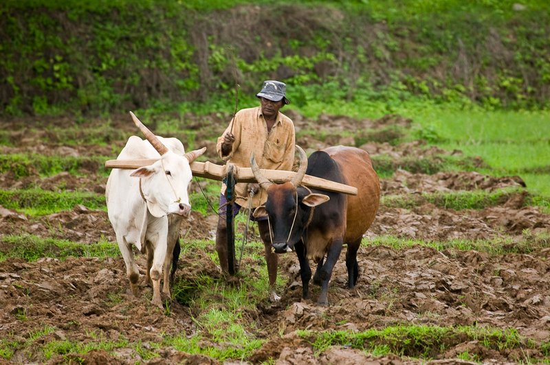 Tilling the Fields2.jpg