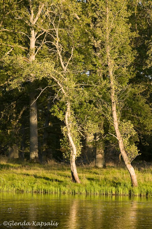 Trees Eastern Gotaland Sweden.jpg