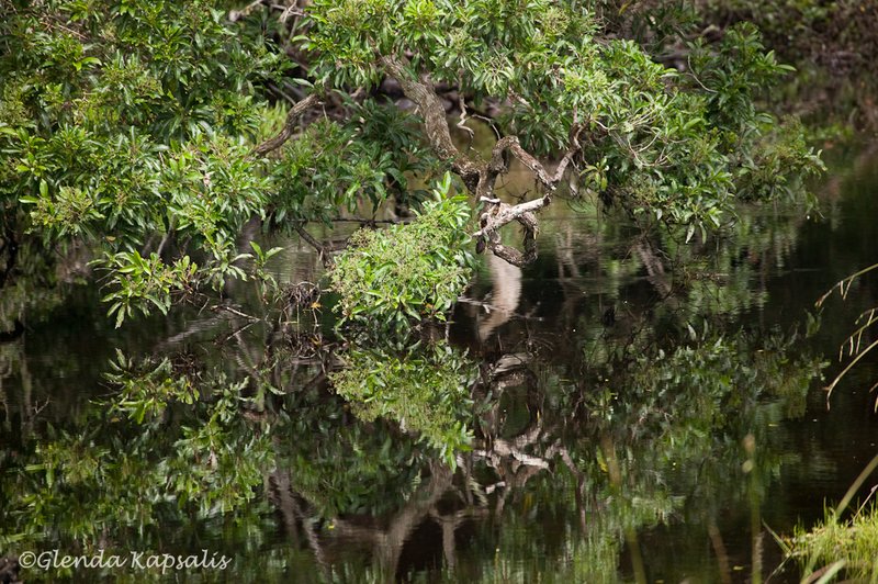 Tsitsikamma Park South Africa.jpg