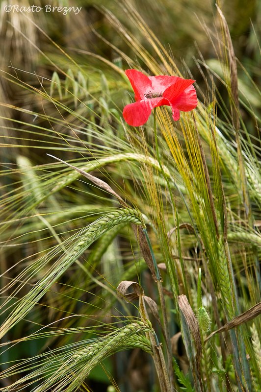 Tuscan Poppy.jpg