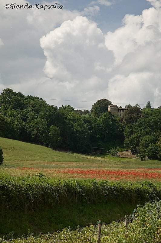 Tuscany Poppies.jpg