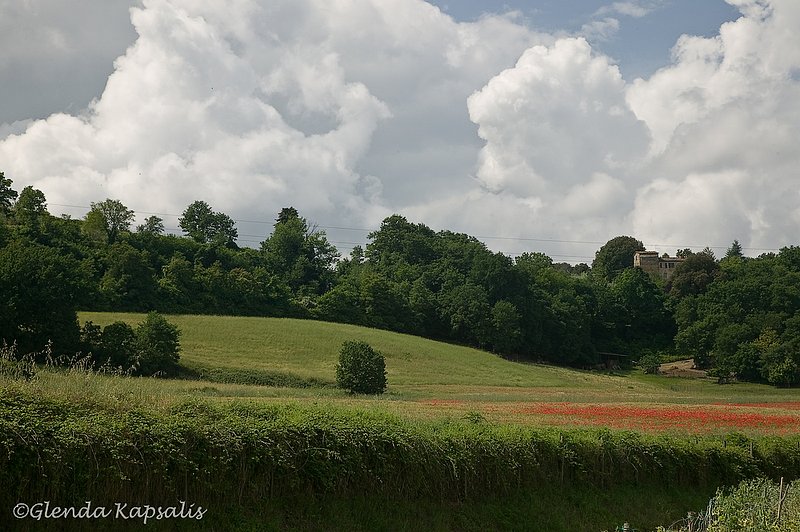 Tuscany Poppies2.jpg