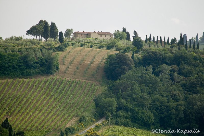 Vineyard Tuscany.jpg