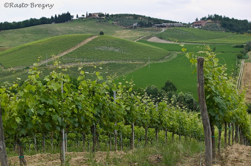 Vinyard Tuscany.jpg