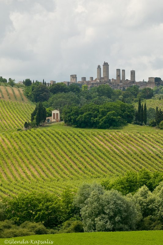 Vinyards San Gimignano.jpg