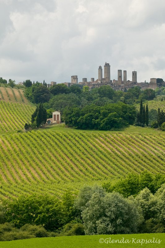 Vinyards San Gimignano1.jpg
