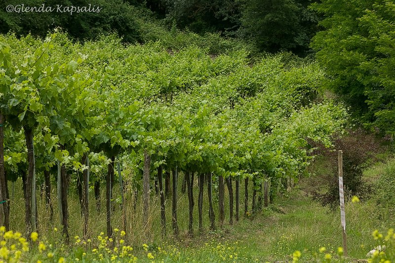 Vinyards2 San Gimignano.jpg