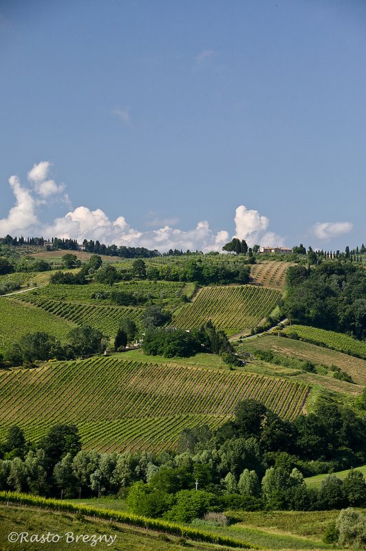 Vinyards3 San Gimignano.jpg