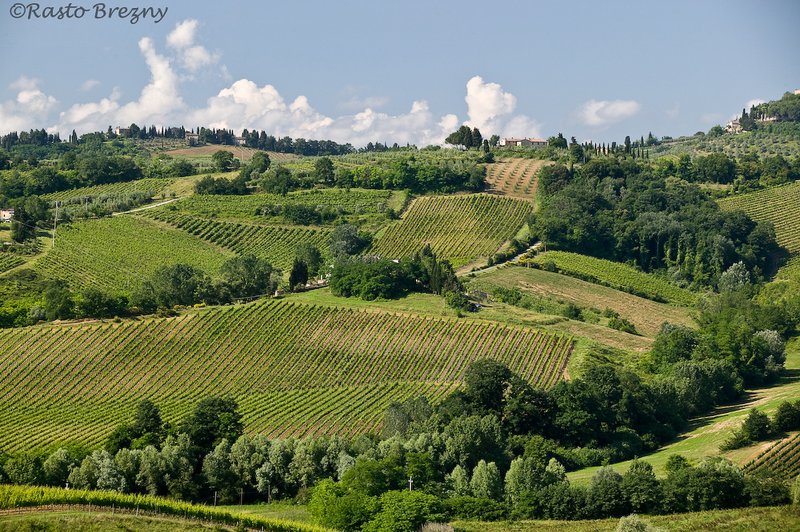 Vinyards4 San Gimignano.jpg