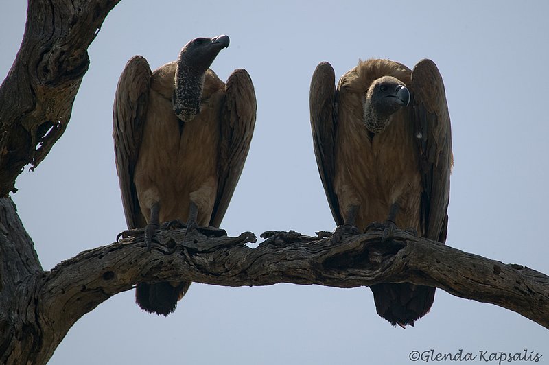 Vultures South Africa.jpg