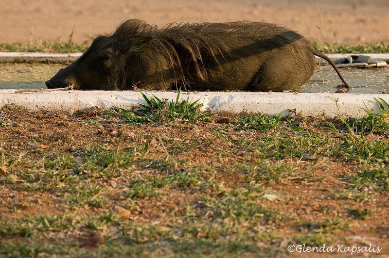 Warthog Swimming South Africa.jpg