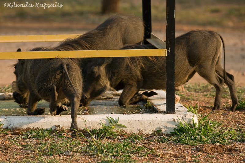 Warthogs South Africa.jpg