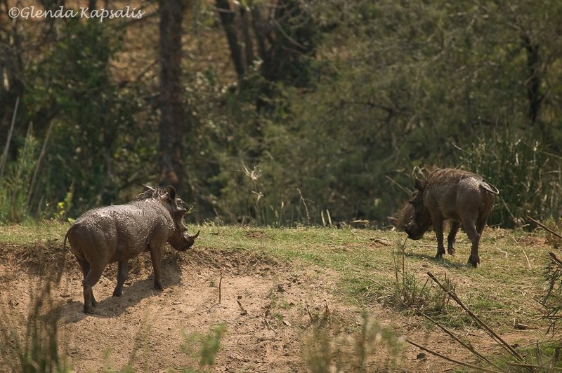 Warthogs2 South Africa.jpg