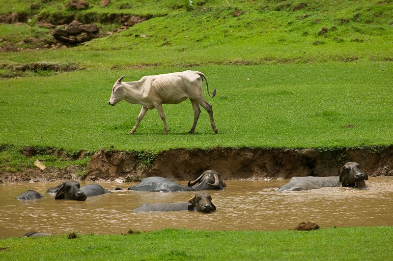Water Buffalo Cooling Off.jpg