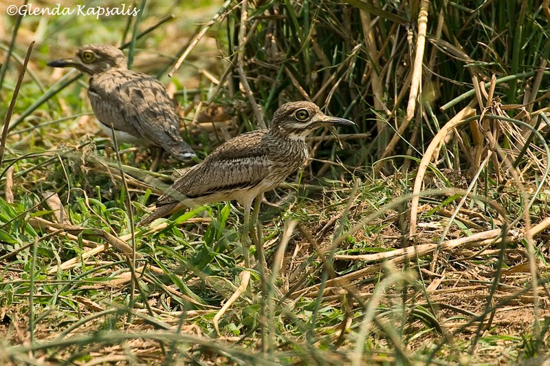 Water Thickknee South Africa.jpg
