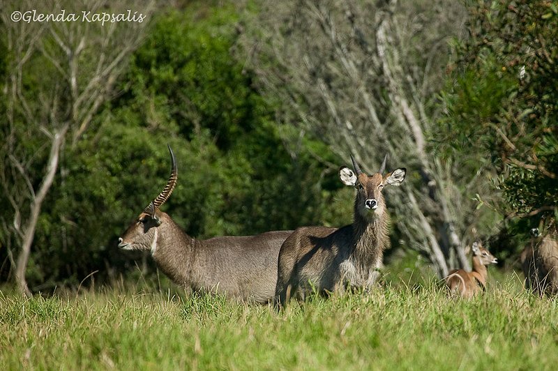 Waterbuck Pair South Africa.jpg
