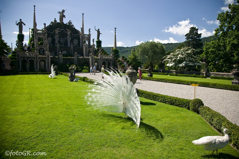 White Peacock Isola Bella.jpg