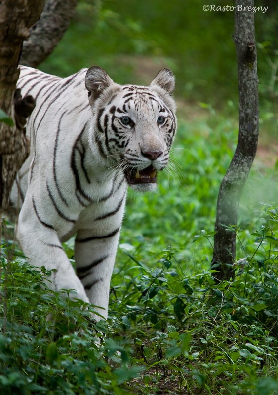 White Tiger.jpg