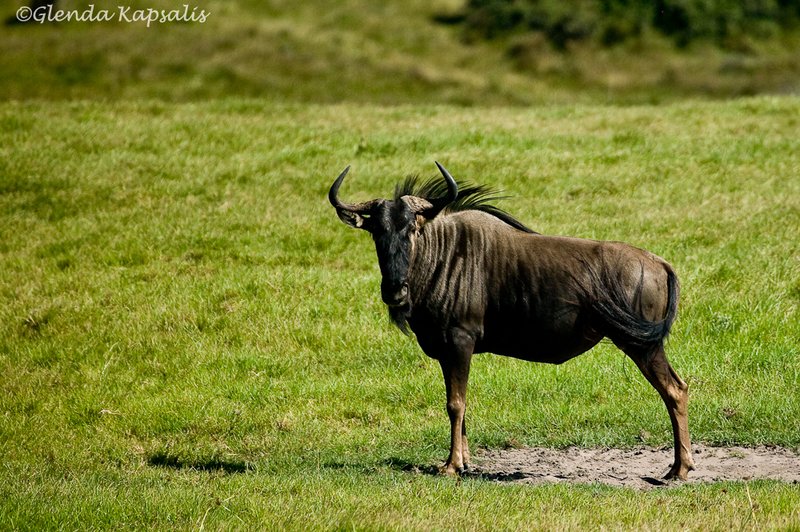 Wildebeast South Africa.jpg
