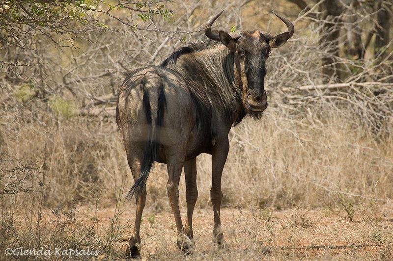 Wildebeast2 South Africa.jpg