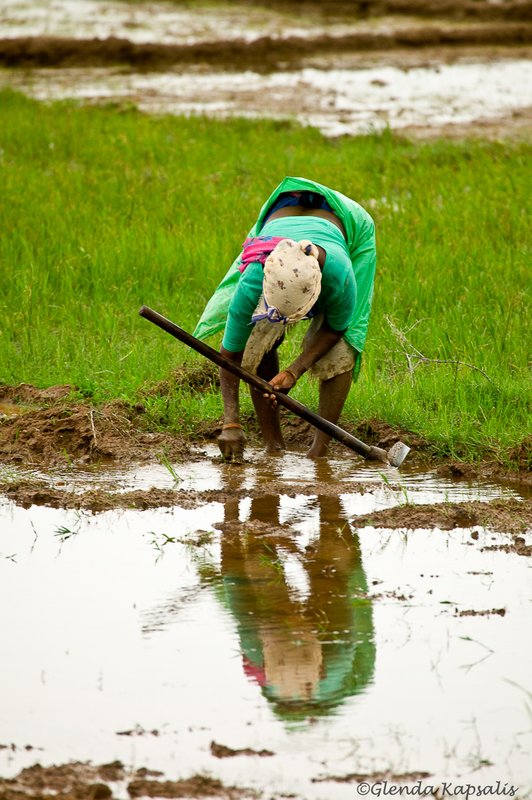 Working the Rice Patty.jpg
