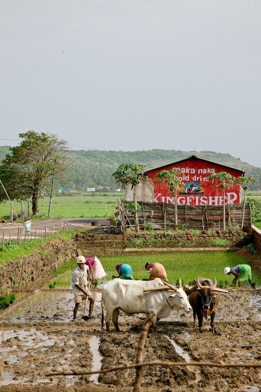 Working the Rice Patty1.jpg