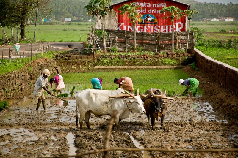 Working the Rice Patty2.jpg