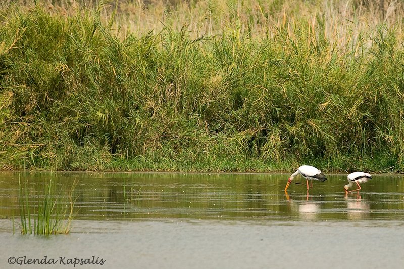 Yellow Billed Stork.jpg