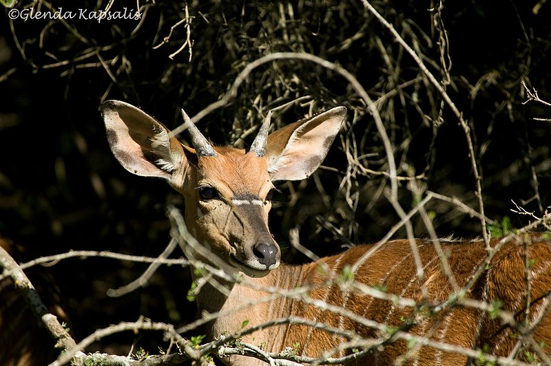 Young Kudu South Africa.jpg
